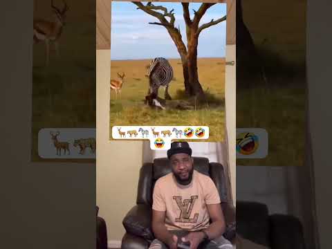 #reelsvideo  #viralreels mwen poko janm sezi konsa nou travay zeb la avek lion an 🦌🐆🦓🦌🐅🦓🤣
