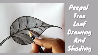 How to draw a Peepal Tree Leaf(Drawing and Shading)step by step for kids