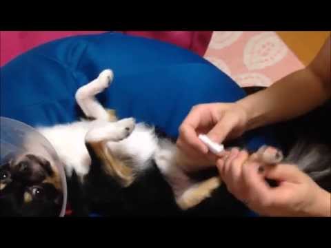 犬の爪が根元から折れてしまったのですが、どうすればいいですか?