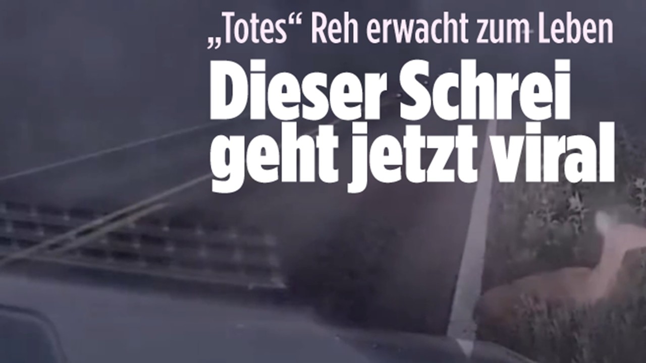 Unerwartete Wendung: „Totes“ Reh springt auf und jagt Polizisten zurück ins Auto