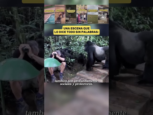 Vídeo relacionado con Gorilas Puede Juzgar Gran Simio Primate Gorila Camiseta