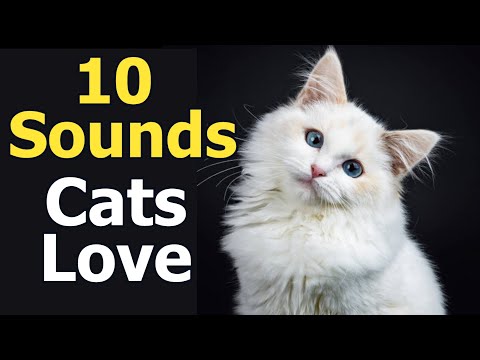 10 Sounds Cats Love To Hear The Most - YouTube