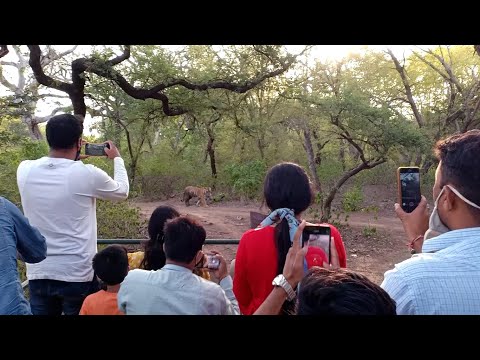 Wildlife tour and tiger sighting in Ranthambore National Park
