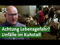 Aggressive Bullen und Kühe mit Kälbern - unterschätzte Gefahr? Unfälle im Stall | Unser Land | BR