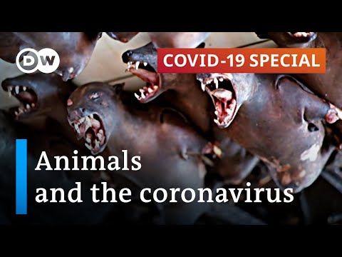 What role do animals play in the coronavirus pandemic?