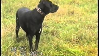 preview picture of video 'Моя собака на даче в Мураново.'