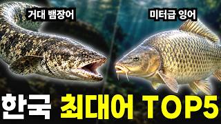 우리나라에서 발견된 가장 큰 민물고기는 과연 누굴까? ㅣ신기한 물속이야기 EP.10
