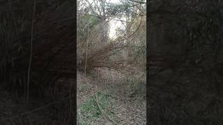気付いたら閉鎖されていた川沿いの林道＠20260317　#shorts