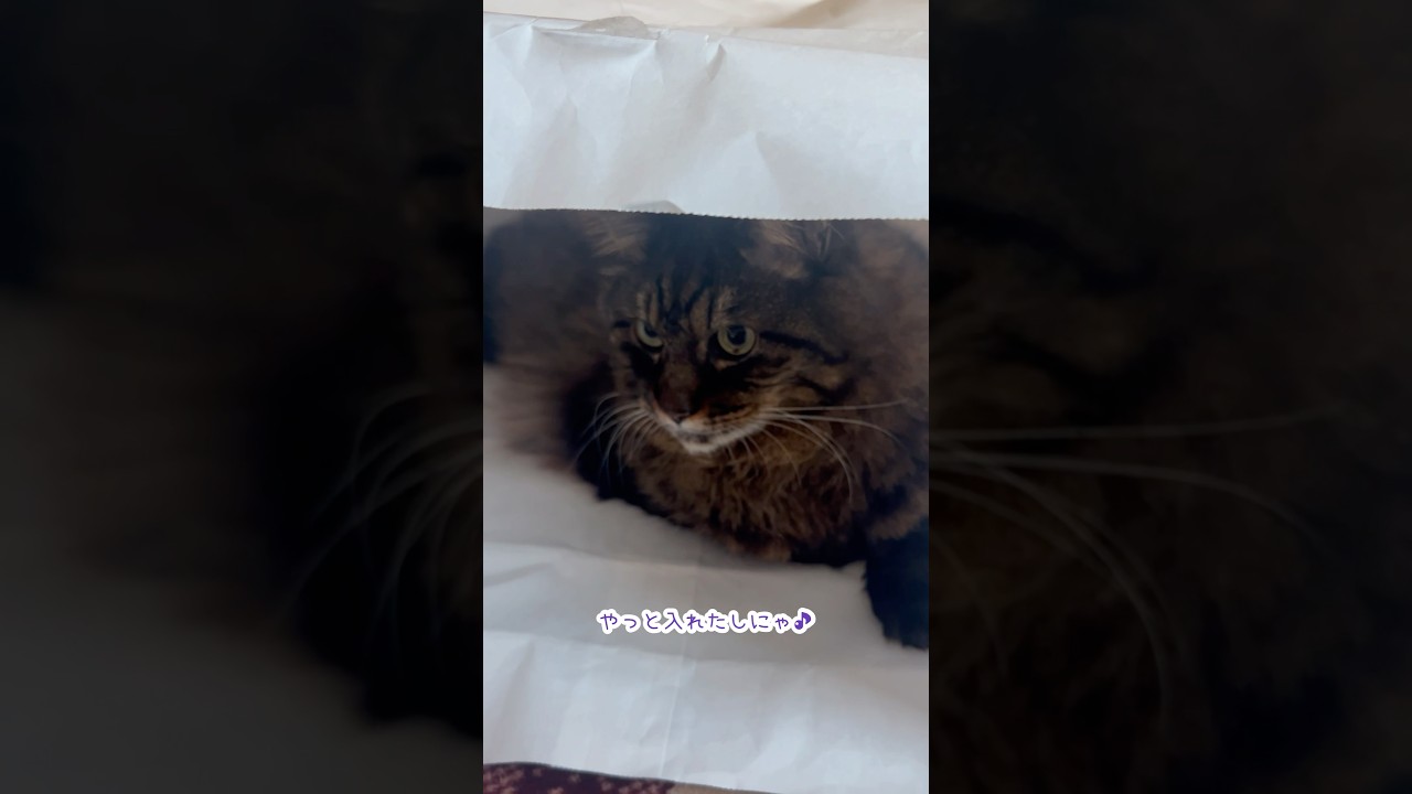 ボスにゃんも紙袋大好き★やっと俺の番にゃෆ˚*#ねこ#うちの子4にゃんず