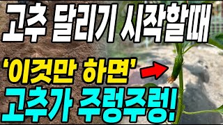 고추가 달리기 시작할때 이것만 하면 고추가 주렁주렁! 벌레병걱정 한방에 끝!