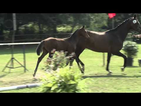 Hf v Franziskus x Lauries Crusador xx