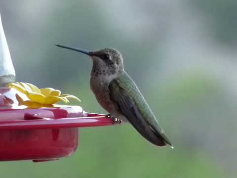 black chinned  hummingbird