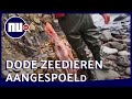 Russisch strand bezaaid met dode zeedieren na vervuiling water | NU.nl