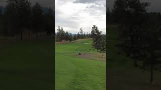 Chasing a bear