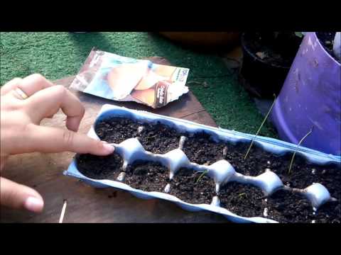 , title : 'Plantando cebolas por sementes!'