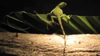 Beautiful soft song for a beautiful baby iguana video - Youtube Soft music 2010