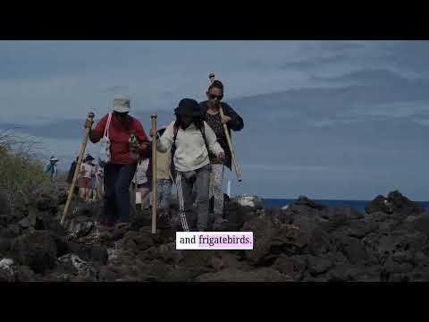 Isla Lobos, Galápagos | Frigatebirds, boobies, and wildlife in a natural paradise