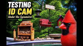 Testing New Bird ID CAM