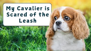 How to Help a Cavalier Who Is Scared of the Leash