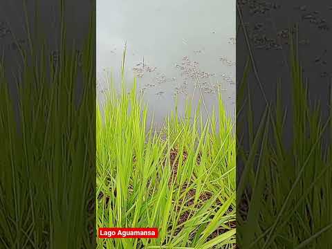 Lago Aguamansa en Apostoles misiones