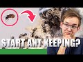 HOW TO START ANT KEEPING Ant Keeping 101 Ant Holleufer