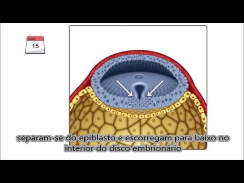 Gastrulação (em português) - Terceira semana do desenvolvimento embrionário