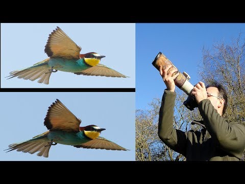 How to Photograph Birds Against Bright Sky