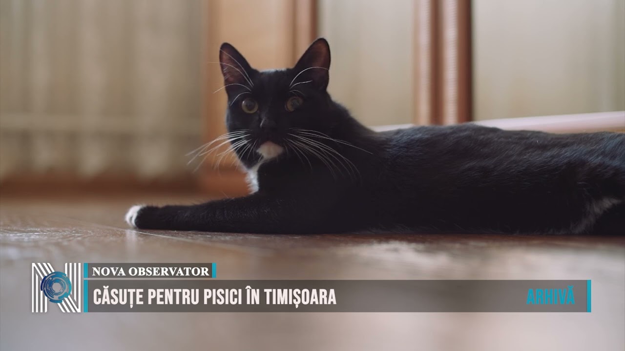Căsuțe pentru pisici în Timișoara