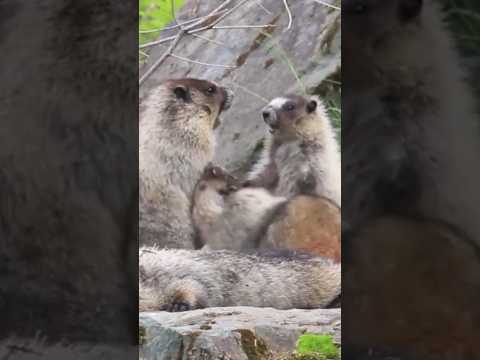 Marmots gestation period #shorts #shortsfeed #viral #trending #facts #ytshort #shortsbeta #wildlife