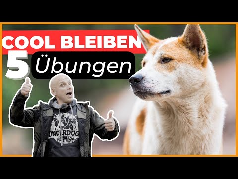 Aufgeregter Hund - 5 Übungen, damit dein Hund Frustrationstoleranz lernt