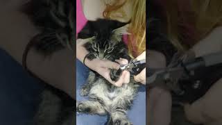 How to clip Maine Coon's nails