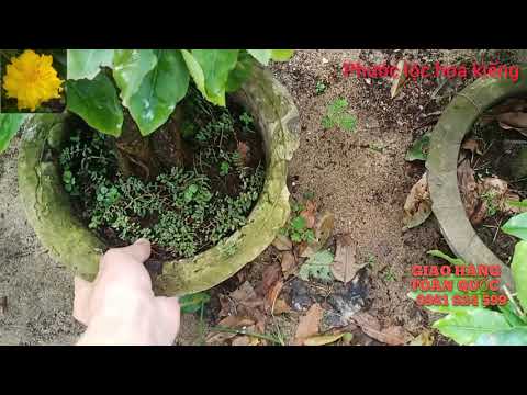 Đã Hết 😊 Mai cúc Bán Thanh lý 200k/cây .LH: 0981924599