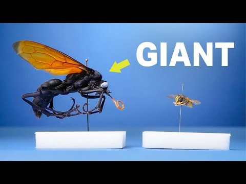 My Giant Bug Collection