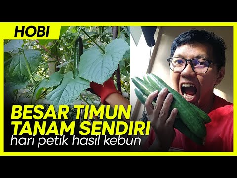 , title : 'Petik Timun Jepun Tanam Sendiri | Apa ada lagi dekat Kebun Aku?'