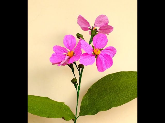 英语中Lagerstroemia speciosa的视频发音