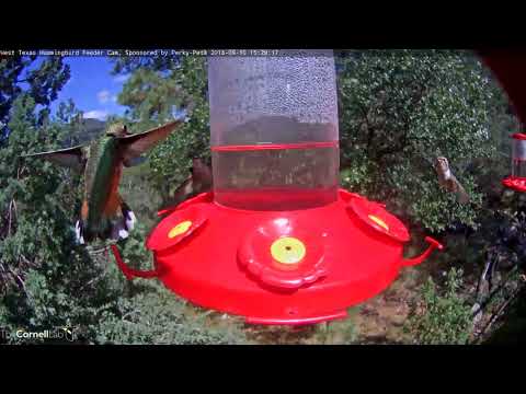 Busy Afternoon Feeding In West Texas – Sept. 10, 2018