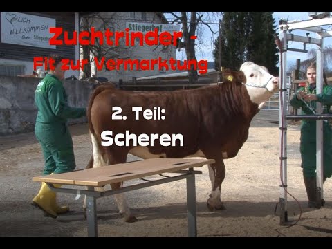 CowKnowHow - Zuchtrinder fit für die Vermarktung - SCHEREN