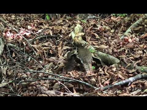 IUCN分類における絶滅の危険性を示す図。