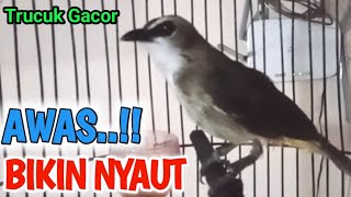 Download lagu TRUCUKAN GACOR ROPEL PANJANG Perangsang bunyi burung trucuk trucukan agar cepat bunyi mp3