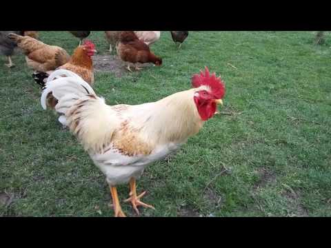 Koke, golub i mačka - domaće životinje