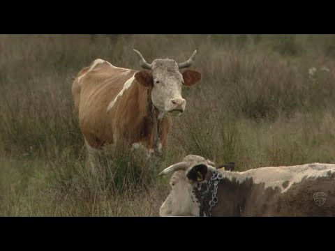 Peisaj rural la un meci din Liga a 2-a din Romania. Mai multe vacute au asistat la un meci tare :)