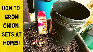 How To Grow Onion Sets At Home || Small Container Gardening