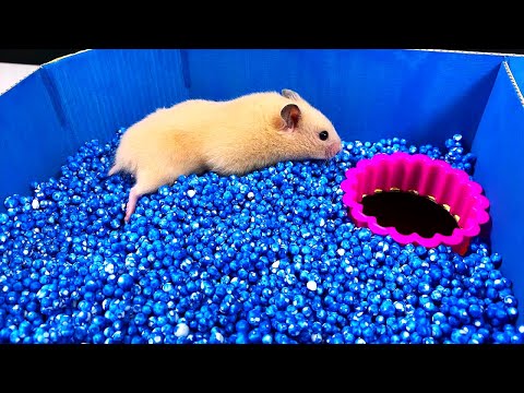 Rainbow Pyramid Maze - Pool Maze for Hamster