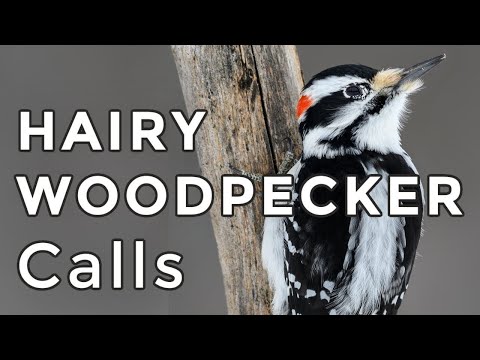 Hairy Woodpecker Calls: Learn their THREE most common sounds (2025)