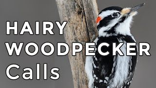 Hairy Woodpecker Calls: Learn their THREE most common sounds (2024)