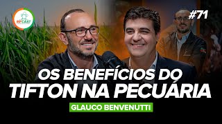 COMO O TIFTON PODE AUMENTAR A PRODUTIVIDADE NA PECUÁRIA (Glauco Benvenutti) - MF Cast 71