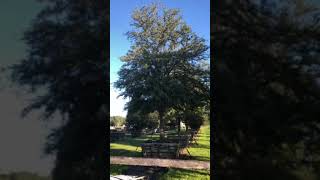 Big Live Oak Trees in Container