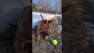 Video preview image #1 German Shepherd Dog Puppy For Sale in Millburn, NJ, USA