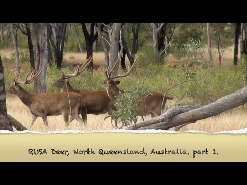 Deer Compilation 1, Rusa Deer, Deer Hunting Australia.Part 1.