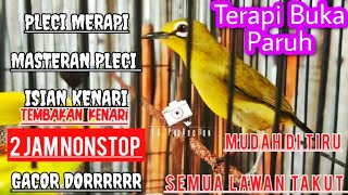 Download lagu Suara Burung Pleci Gacor Dor || Terapi Masteran Pleci Isian Tembakan Kenari | Zosterops PCMI Therapy mp3